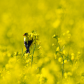 Canola Visitor