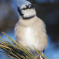 Blue Jay in Winter