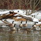 Canada Geese In Winter