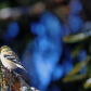 American Goldfinch Winter Plumage