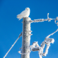 Snowy owl, blue sky