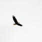 Bald Eagle in flight