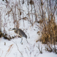 Heron in the snow