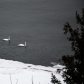 Pair of swans