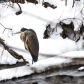 Cold Heron