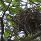 Cardinal nest