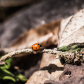 Ladybug