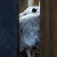 Opossum Hiding