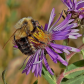 Bumble bee hugs