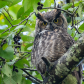 Great-horned Owl