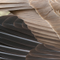 Canada Goose Feathers