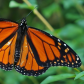 Male Monarch