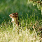 Eastern Chipmunk