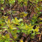 Mourning Warbler