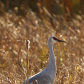 Crane in the Reeds