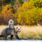 Safe Behind Mom