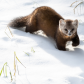 A Walk in the Snow