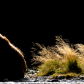 Grizzly Silhouette
