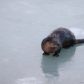 River Otter