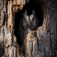 Eastern Screech Owl