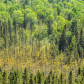 The greens of Algonquin Park