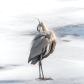 Blue Heron in Profile