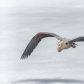 Blue Heron in Flight