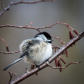 A Fluffy Chickadee