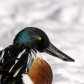 Northern Shoveler