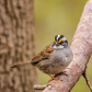 White Throated Sparrow