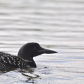 Great Northern Diver