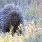 Curious Porcupine
