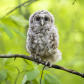 Barred Owl chick