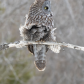 Mari-owl Monroe