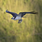 Osprey with fish