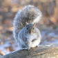 Grey squirrel getting ready for some football