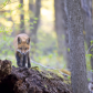 Fox kit on log