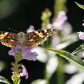 Butterfly on a flower