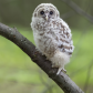 Barred owlet