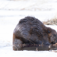 Beaver on the pond