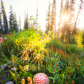 Mushroom in the Mountains 