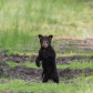 Curious Cub