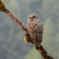 Barred Owl