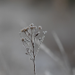 Solitary