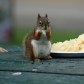 Squirrel having a snack