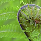 Ostrich fern