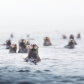 Sea Otter Shower