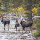 Moose family