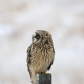 Short-eared Owl Profile