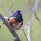 Spotted Towhee